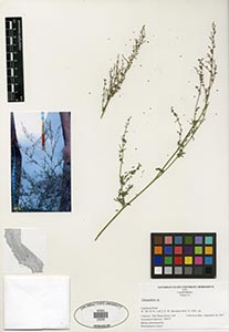 Herbarium Sheet of SDSU 22235